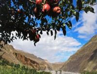 Crispy Mustang Apples Ripe for Eating, Tiri Village